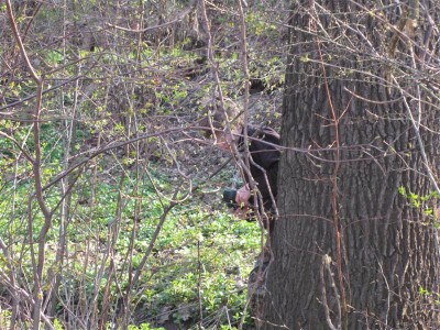 IMG_0915 (Medium).JPG