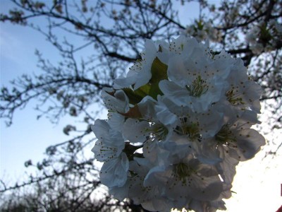 IMG_1009 (Medium).JPG