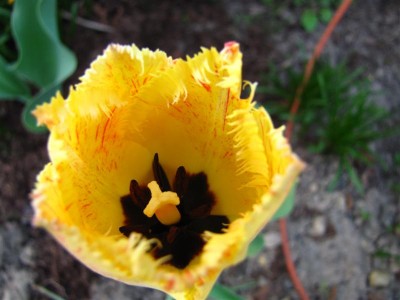 IMG_1006 (Medium).JPG