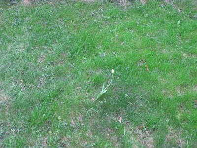 IMG_1010 (Medium).JPG