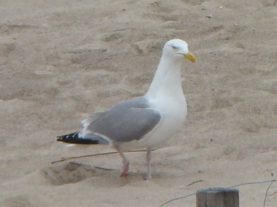 morze09 033.JPG