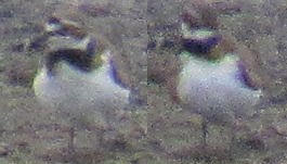 sieweczka.jpg