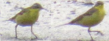 żółta2.jpg