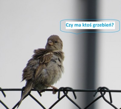 wróbel.jpg
