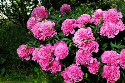 z12136327Q,Piwonie--inaczej-peonie--Paeonia-.jpg