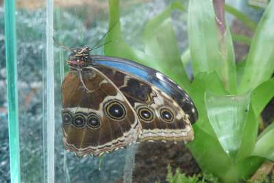 motyl z wystawy motyli.JPG