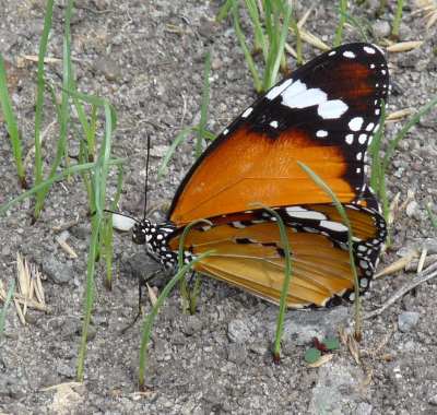 uciekinier z wystawy motyli.jpg