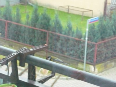 Bogatka przy słoninie