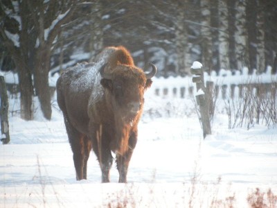 Teremiszczański żubr ;)
