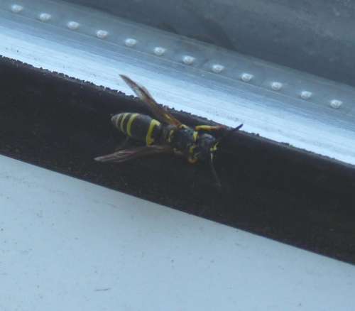 samotna osa z rodziny osowatych vespidae.jpg