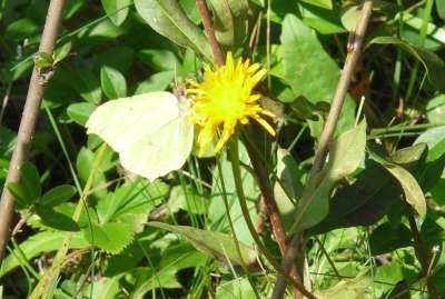 latolistek cytrynek.jpg