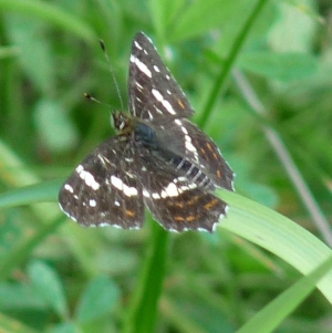 rusałka kratnik.jpg