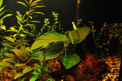 Gurami i Anubias, który wypuszcza nowy liść. Przesadziłem go na przód zbiornika bo w tyle trochę się gubił i niewiele światła docierało do niego.