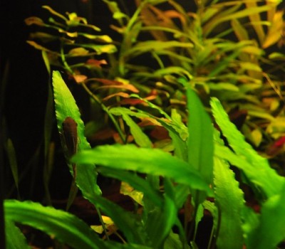 Szukajcie a znajdziecie :) ...otosek na liściu