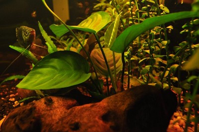 Anubias