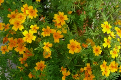 aksamitka wąskolistna.jpg