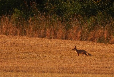 Lisek patrolujący ściernisko