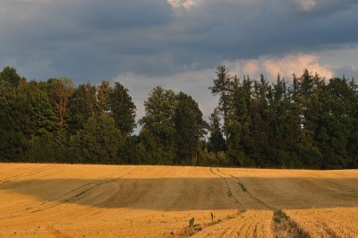 Widok na pole, które znajduje się w samym środku lasu :)