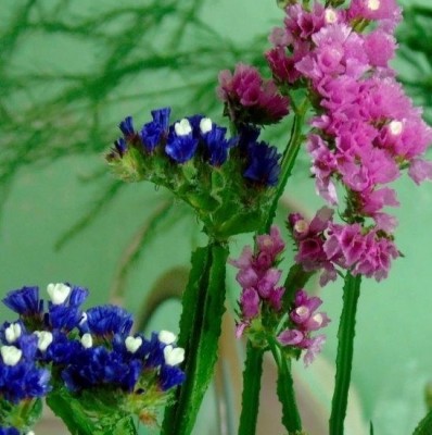 Kwiatki może skromniejsze niż bukiety, ale tak mi się spodobały ostatnio u mamy, że pstryknęłam foto i chętnie Ci je ofiaruję Kawusiu :D