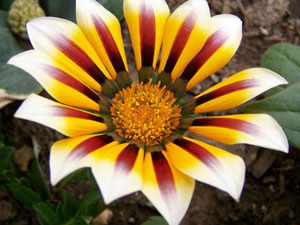 gazania.jpg
