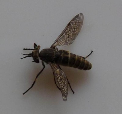 jusznica deszczowa.jpg