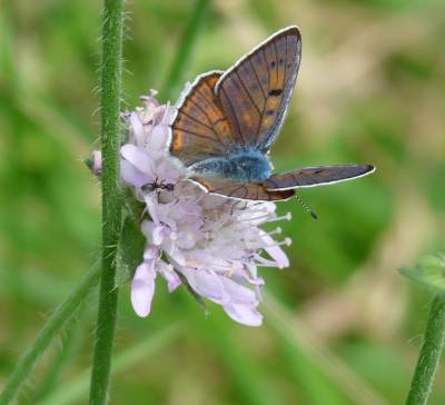 modraszek i mrówka.jpg