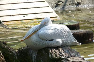 pelikan kędzierzawy.JPG