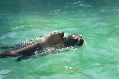 uchatka patagońska.JPG