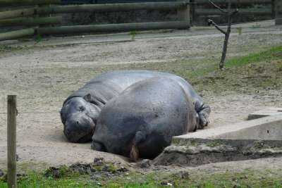 hipopotam karłowaty.JPG