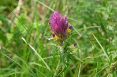 co to za roślinka.jpg