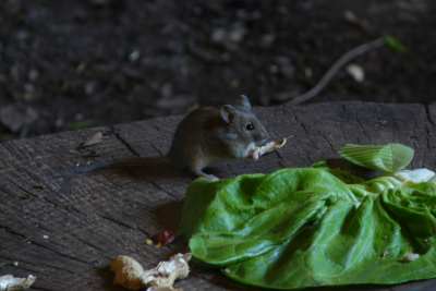 co można zobaczyć w klatce małp.JPG
