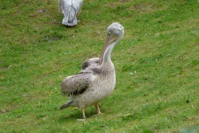 czyścimy piórka 1.JPG